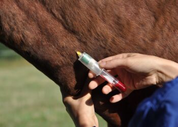 Scandale hippique : du nouveau dans l’affaire de la « filière alsacienne » de produits dopants ?