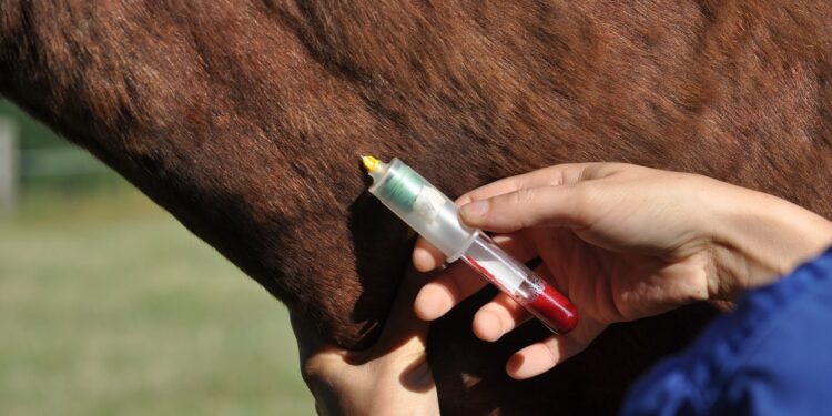 Scandale hippique : du nouveau dans l’affaire de la « filière alsacienne » de produits dopants ?